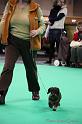 Crufts2011_2 1497